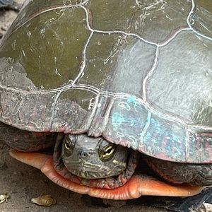 Meet your Posher, Vincent